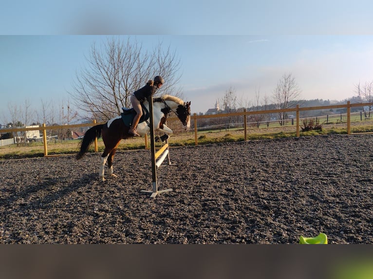 Österrikiskt varmblod Valack 10 år 165 cm Pinto in Steinbrunn