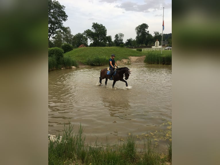 Österrikiskt varmblod Valack 11 år 164 cm Brun in Dielsdorf