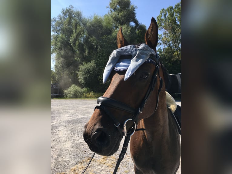 Österrikiskt varmblod Valack 11 år 164 cm Brun in Dielsdorf