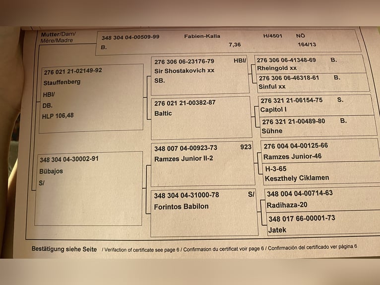 Österrikiskt varmblod Valack 11 år 174 cm Grå in Pressbaum