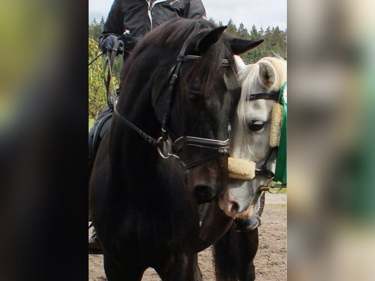 Österrikiskt varmblod Valack 15 år 167 cm Svart in Stadl-Paura