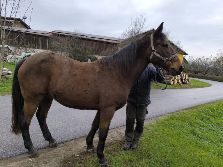 Österrikiskt varmblod Valack 19 år 160 cm Brun in Bad Blumau