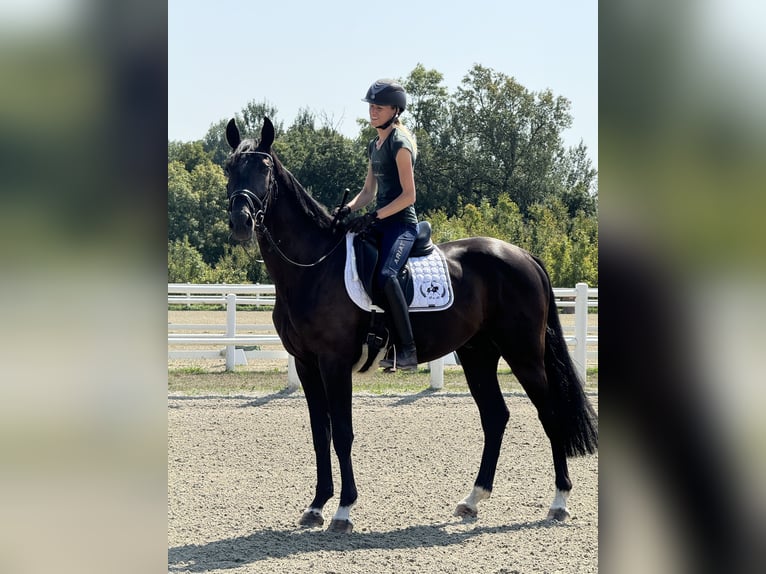 Österrikiskt varmblod Valack 4 år 165 cm Svart in Ebreichsdorf