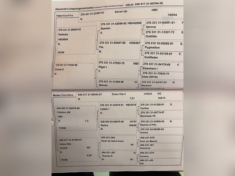 Österrikiskt varmblod Valack 4 år 165 cm Svart in Ebreichsdorf