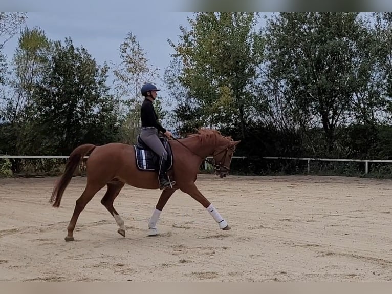 Österrikiskt varmblod Valack 7 år 171 cm fux in Lamprechtshausen