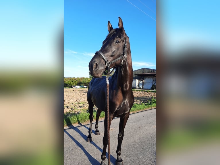 Österrikiskt varmblod Valack 8 år 170 cm Svart in Backnang