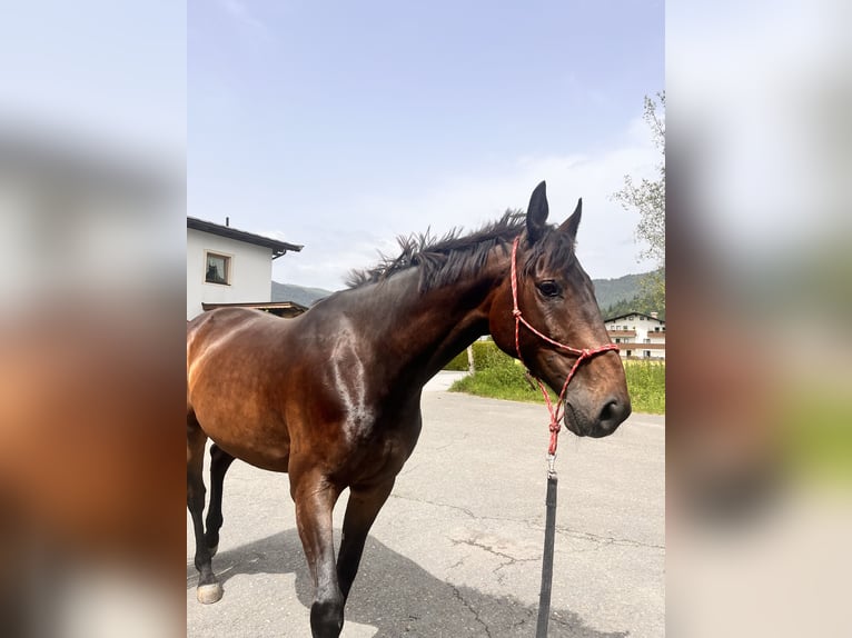 Österrikiskt varmblod Blandning Valack 9 år 165 cm Brun in St. Johann in Tirol