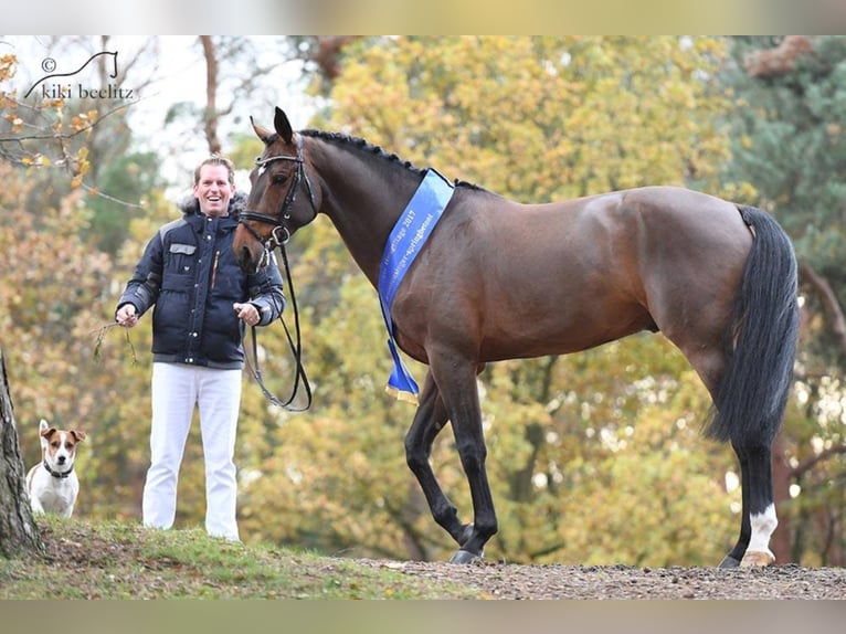 OGANO Belgian Warmblood Stallion Brown in Lemwerder