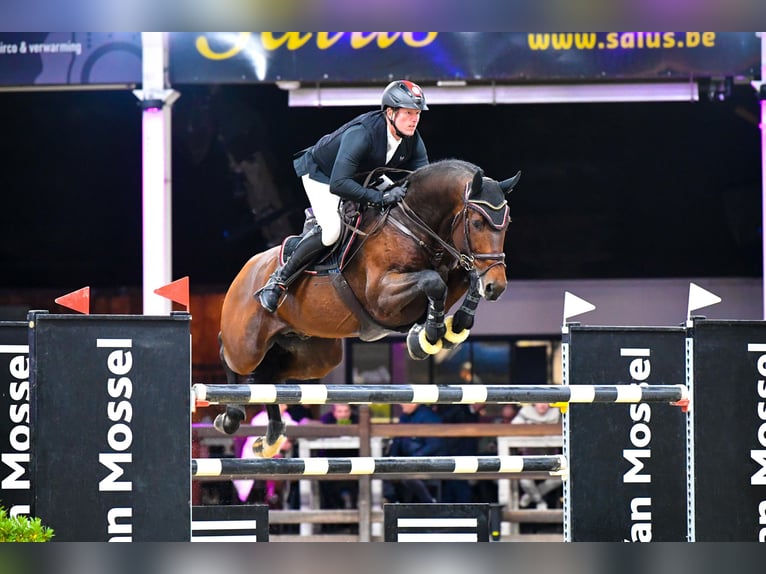 OGANO Belgijski koń gorącokrwisty Ogier in Lemwerder