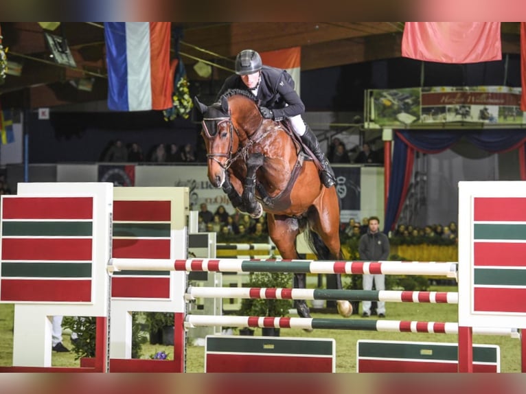 OGANO Belgisches Warmblut Hengst in Lemwerder