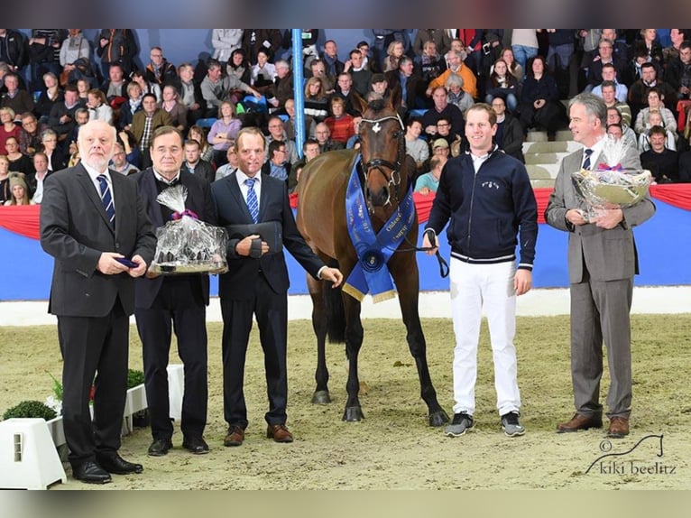 OGANO Belgisches Warmblut Hengst in Lemwerder