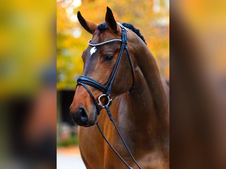 OGANO Belgisches Warmblut Hengst in Lemwerder