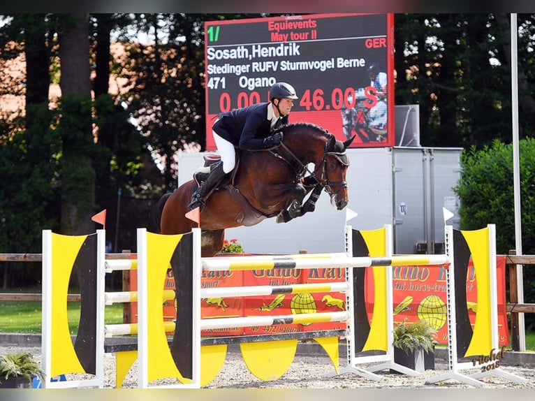 OGANO Belgisches Warmblut Hengst in Lemwerder