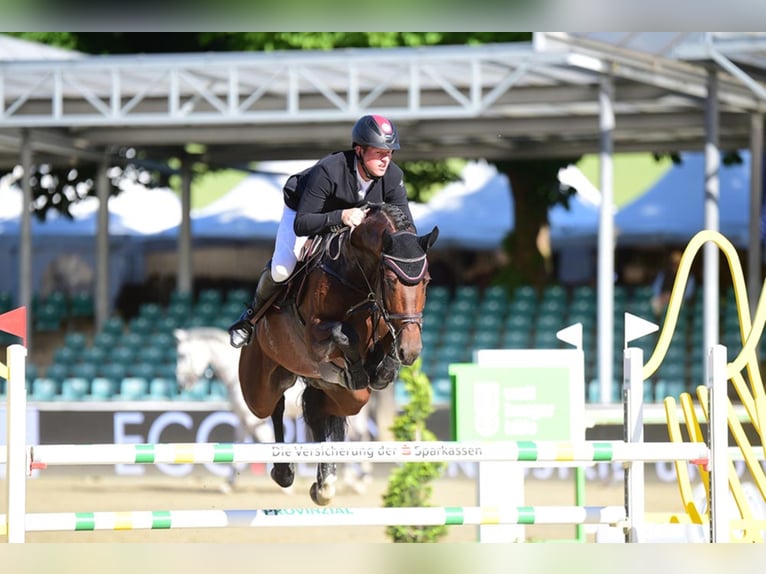 OGANO Belgisches Warmblut Hengst in Lemwerder