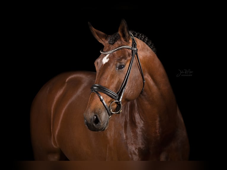 OGANO Belgisches Warmblut Hengst in Lemwerder