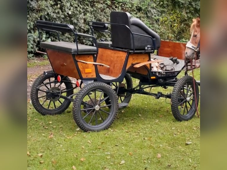 Marathon-/Jagdwagen Kutsche Pony 