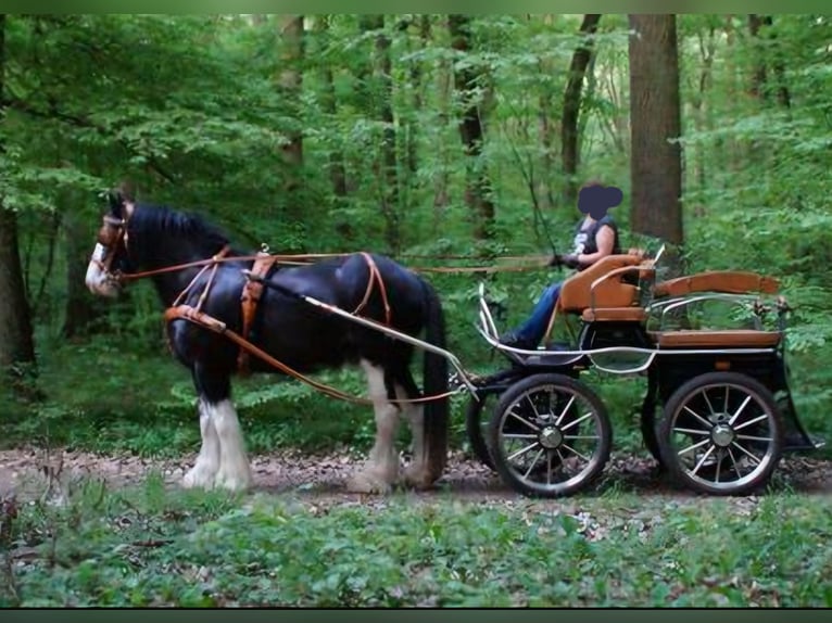 Hansmeier Trainingswagen Leon II Kutsche f Groß-Pferde 160-180 cm schwarz cognac Bockhöhe 145