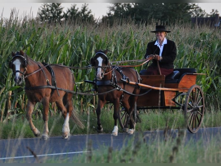 Historyczny wóz konny typu pony