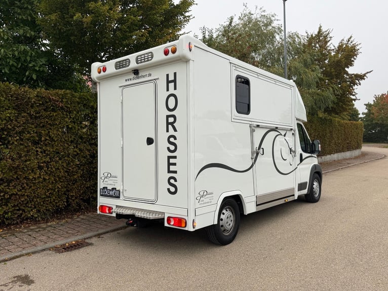 Transporter konny, 2 rampy boczne, tylko 20 500 km, transporter zwierząt, samochód dla koni, horseva