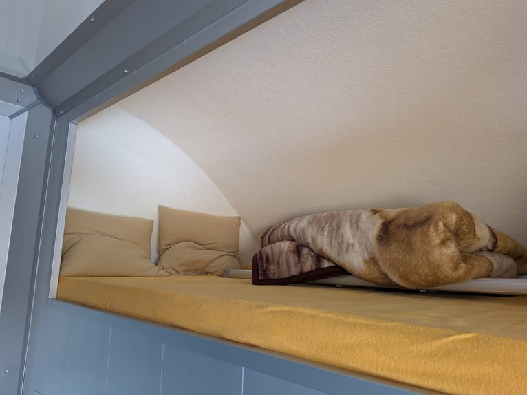 Transporter dla koni; ciężarówka dla koni; 5-osobowa; Compact L Plus