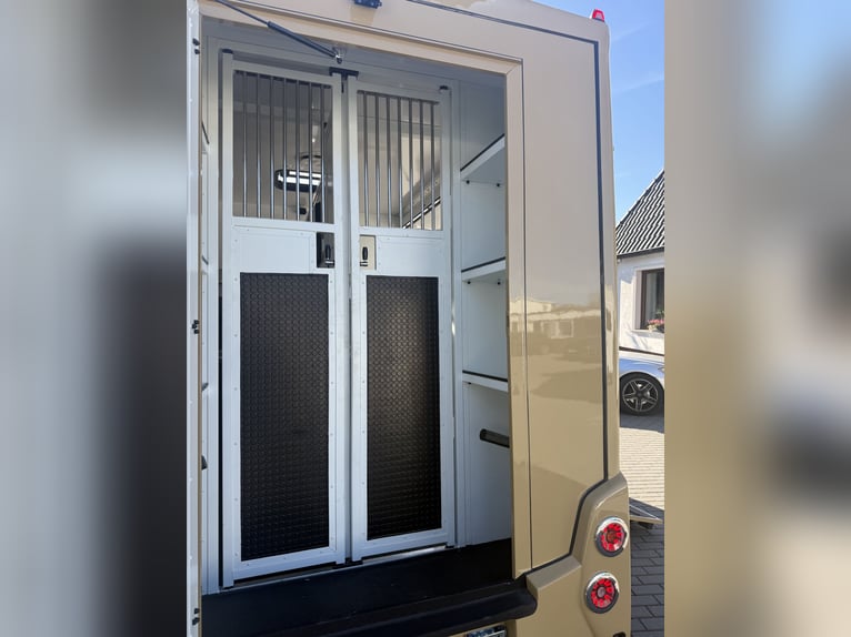 Renault Master 2022 | 5-Seater New Horsebox for Stalion