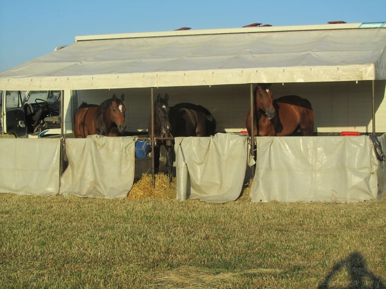 MAN Pferdetransporter mit Stallzelt ohne TÜV