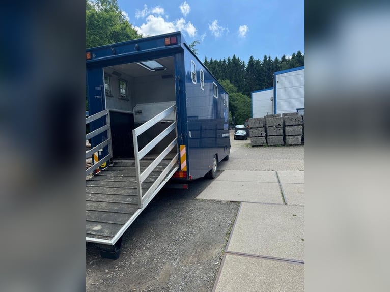 Mercedes 1524,   4-6 Pferdetransporter