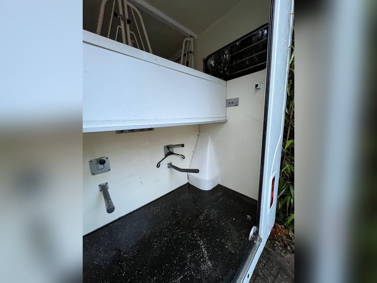 Transportowiec koni Renault Ameline