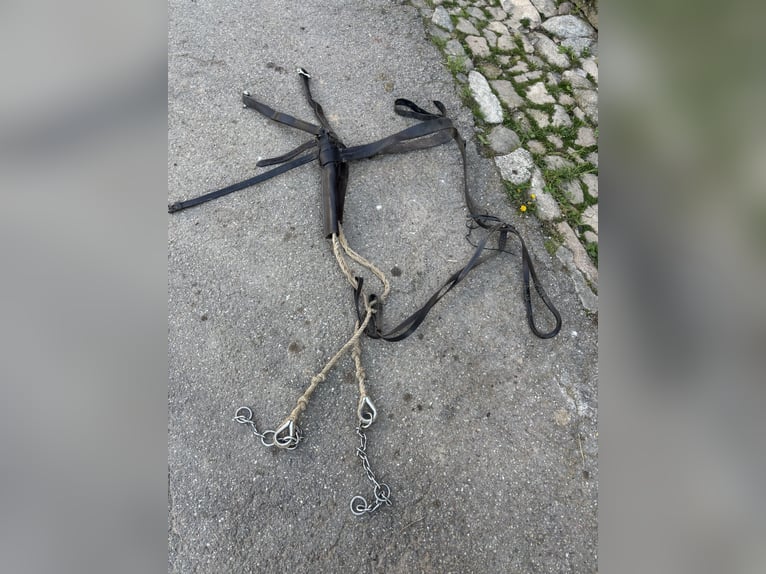 Doświadczenie w pracy w zaprzęgu dwukonnym
