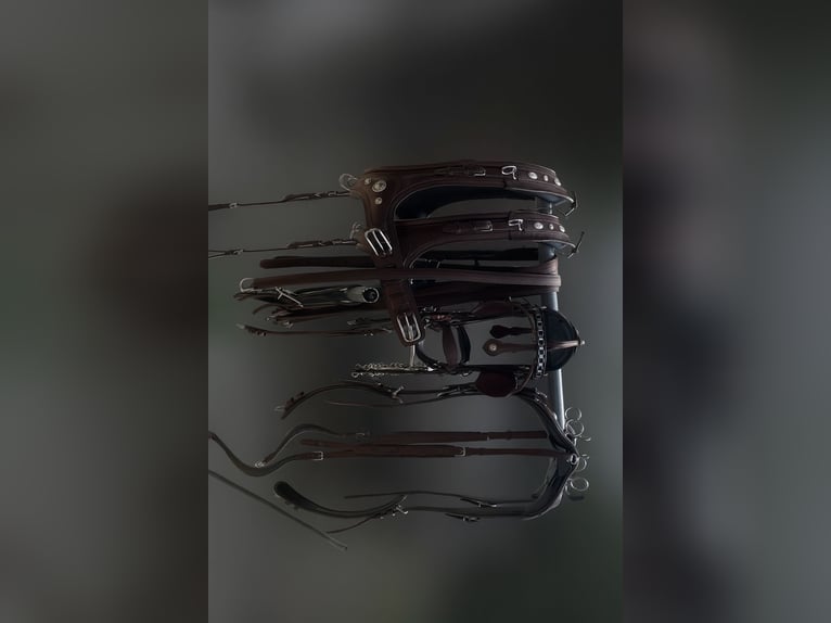 Ujeżdżenie dwubębnowe – uprząż do maratonu