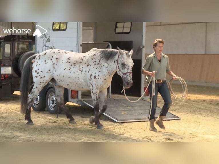 Böckmann Portax Prof. | Znany z kursów Wehorse | Aluminium, 100 km/h, światła i przestrzeń