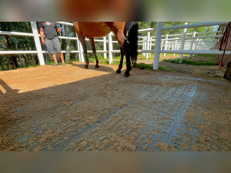 Drainagematte ECO Large – für Stallungen, Paddocks & Parkplätze