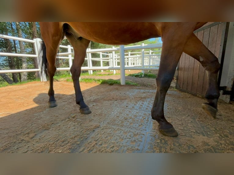 Drainagematte ECO Large – für Stallungen, Paddocks & Parkplätze