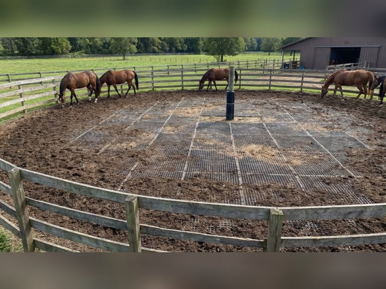 Drainagematte ECO Large – für Stallungen, Paddocks & Parkplätze