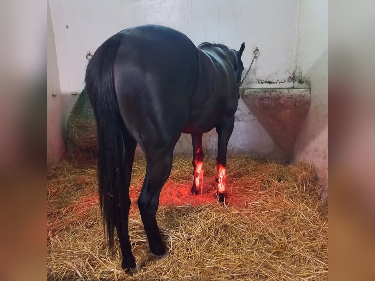 Nowość ochraniacze RLT terapia światłem czerwonym Lumaflex Horse