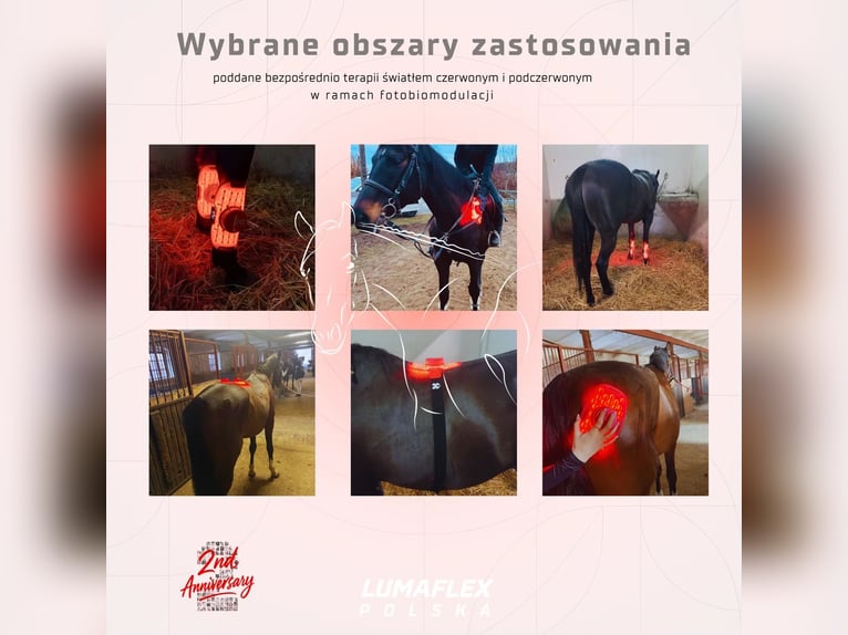 Nowość ochraniacze RLT terapia światłem czerwonym Lumaflex Horse