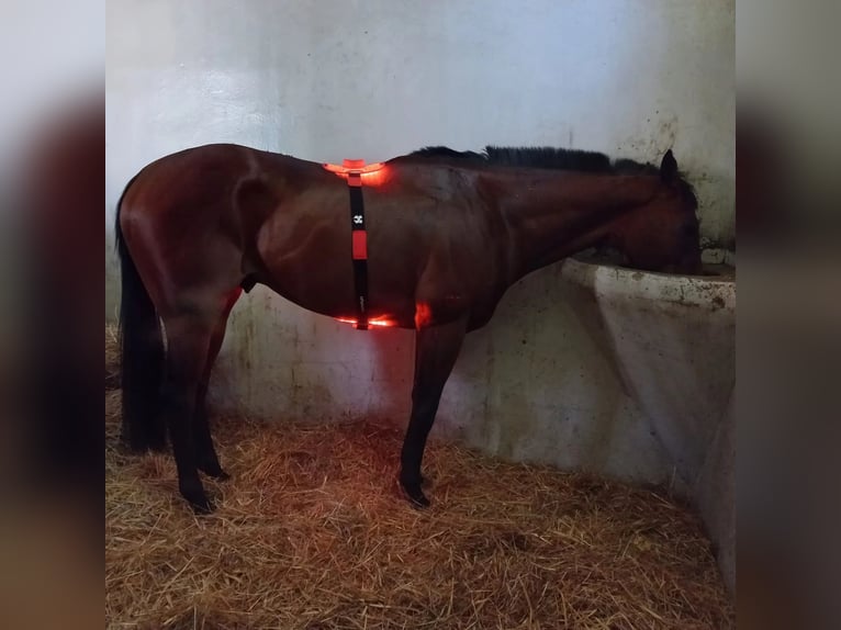 Nowość ochraniacze RLT terapia światłem czerwonym Lumaflex Horse