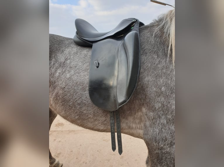 Sattel schwarz Ludomar spanisch 18"