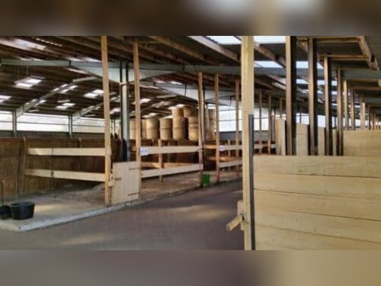 10 Paddockboxen + Wohnung zu verpachten – mit Mitnutzung großer Reitanlage