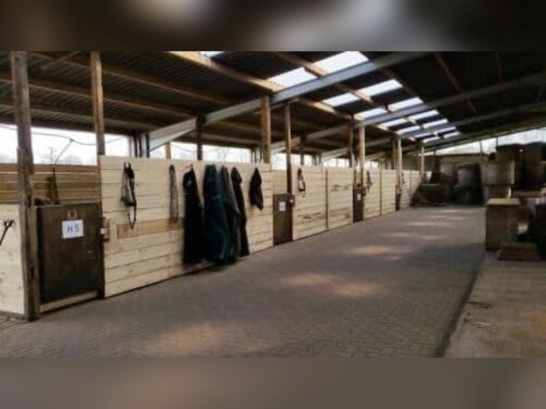 10 Paddockboxen + Wohnung zu verpachten – mit Mitnutzung großer Reitanlage