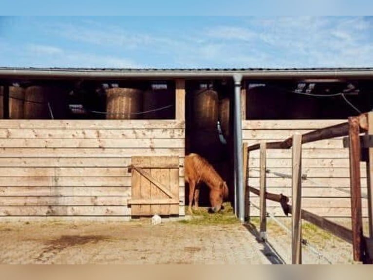 10 Paddockboxen + Wohnung zu verpachten – mit Mitnutzung großer Reitanlage