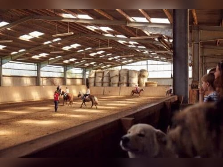 10 Paddockboxen + Wohnung zu verpachten – mit Mitnutzung großer Reitanlage