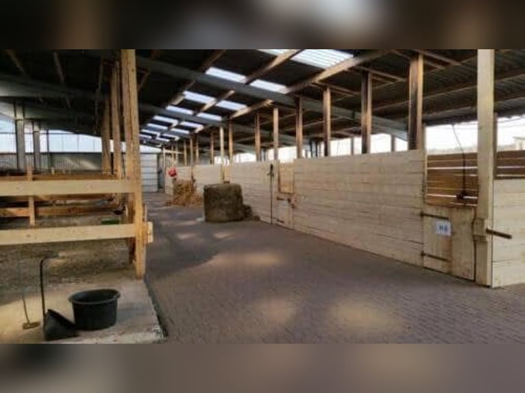 10 Paddockboxen + Wohnung zu verpachten – mit Mitnutzung großer Reitanlage