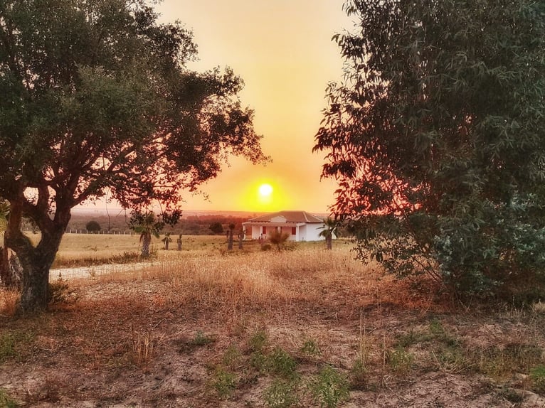 2 Traumgrundstücke ( insgesamt 137.000 qm) in Andalusien/ Almonte
