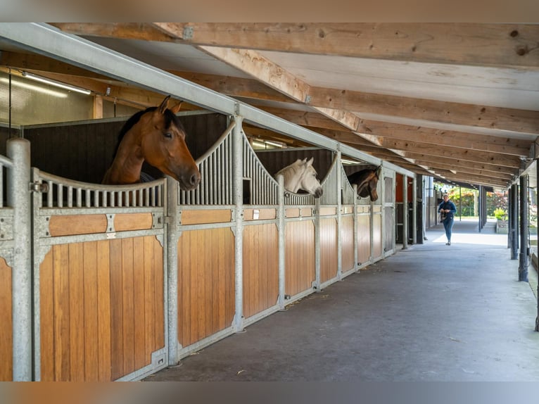 A beautiful, fully equipped equestrian facility located in a fantastic location