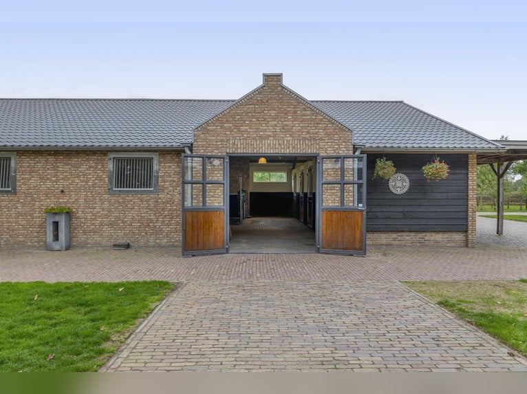 A beautiful location for horse happiness!