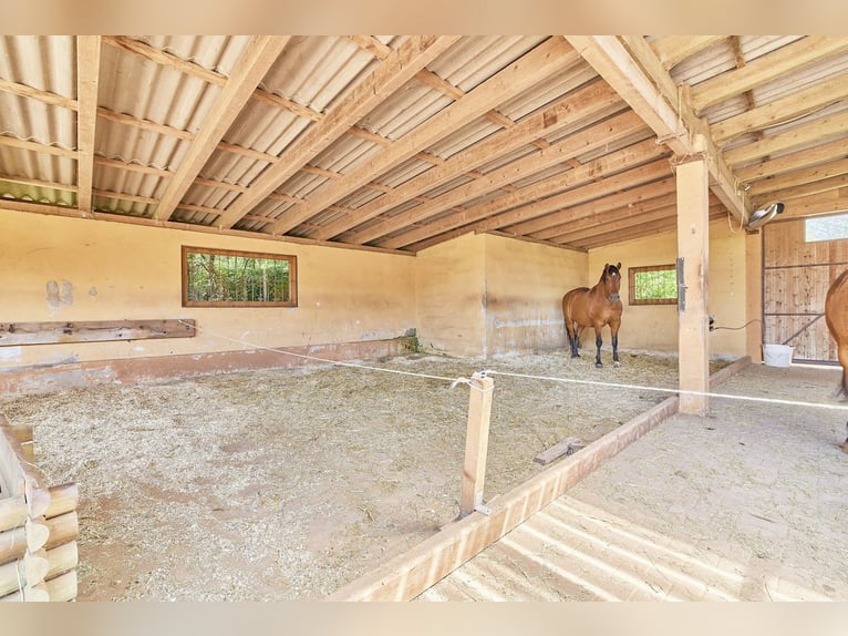 Außergewöhnliches Mühlenanwesen mit Stallungen in malerischer Natur – gepaart mit luxuriösem Wohnen!