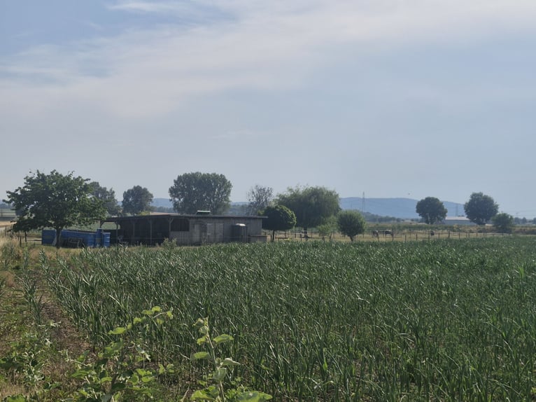 Do wynajęcia prywatny padok na dzierżawionej działce