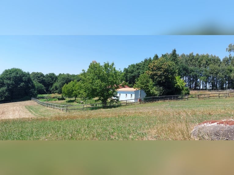 Działka z domem i prywatną stajnią jeździecką