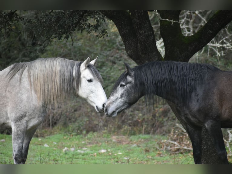 establo en (semi) libertad, garantizamos caballos felices